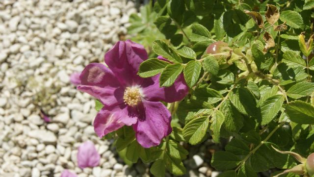 Rosa rugosa / Rosa rugosa